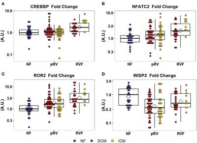 Noncanonical WNT Activation in Human Right Ventricular Heart Failure